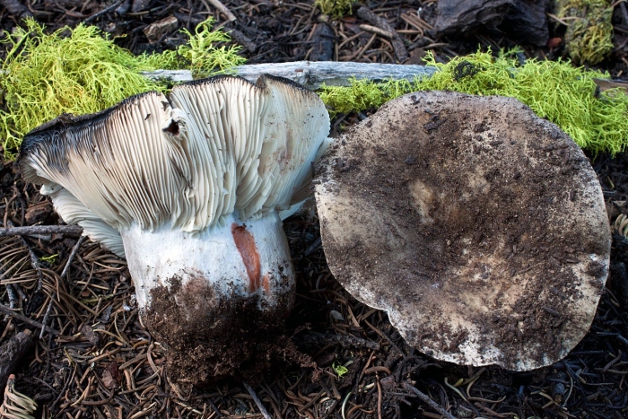Подгруздок чернеющий (russula nigricans)