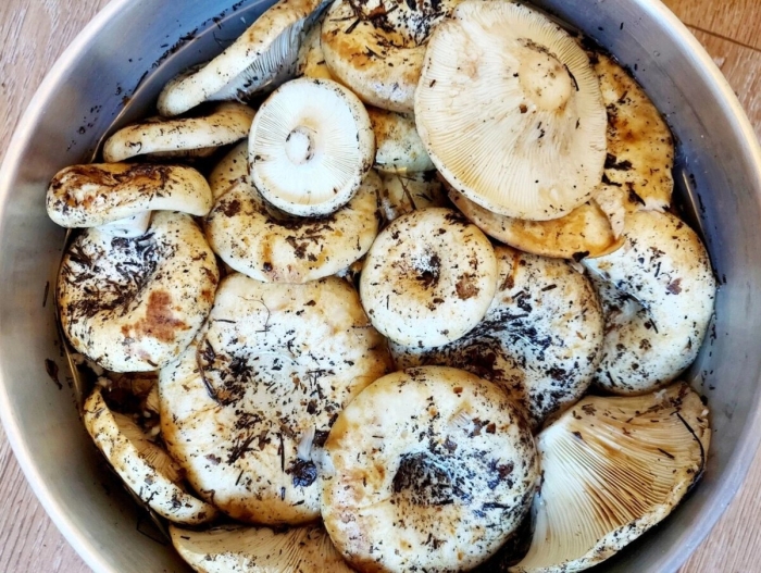 Гриб грузди