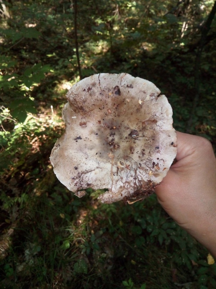 Подгруздок чёрный russula adusta