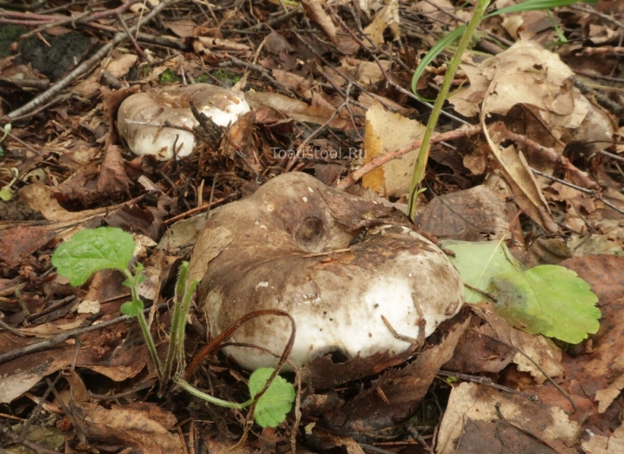 Гриб рядовка тополевая