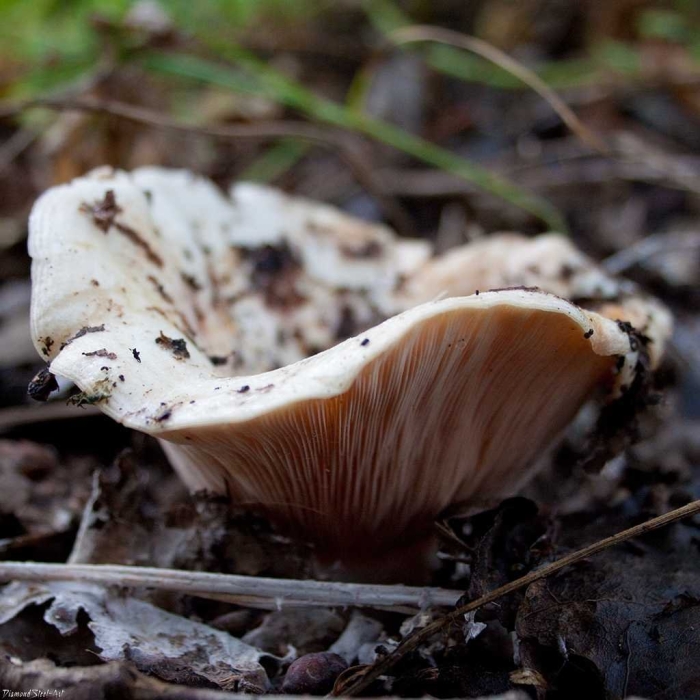 Russula delica (подгруздок белый)