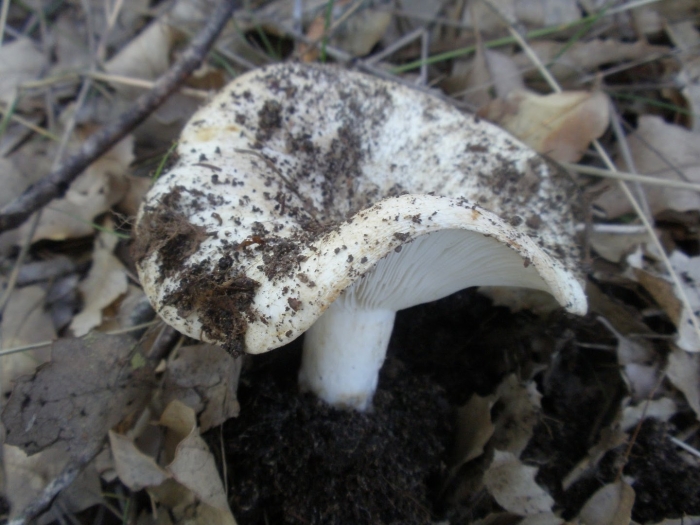 Белый подгруздок
