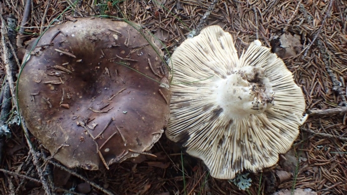 Подгруздок чёрный russula adusta