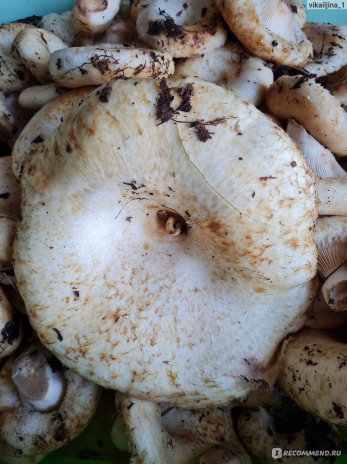 Груздь и подгруздок