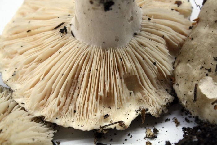 Подгруздок белый сухой груздь russula delica