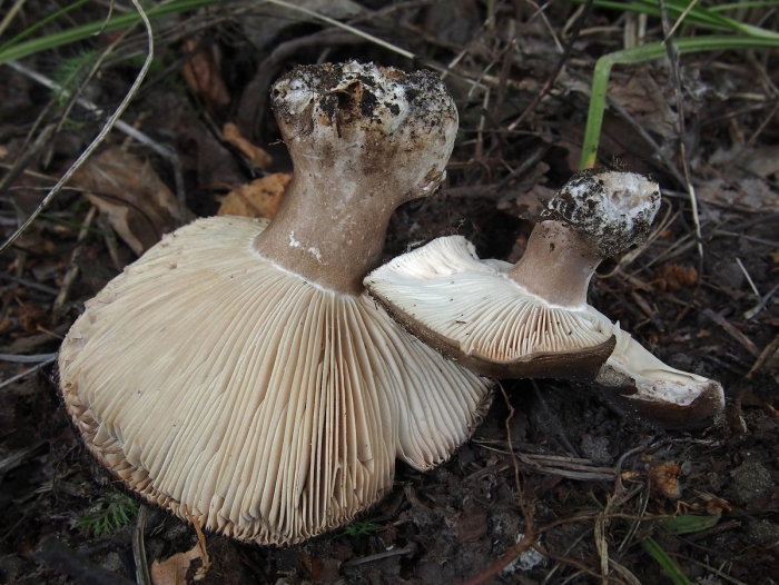 Подгруздок частопластинчатый