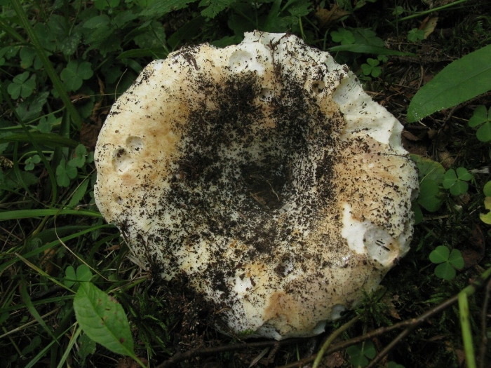 Подгруздок белый