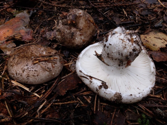 Сыроежка подгруздок белый