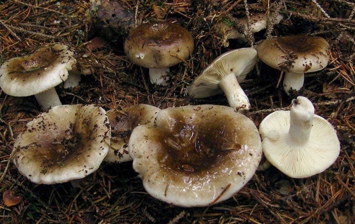 Гриб подгруздок частопластинчатый