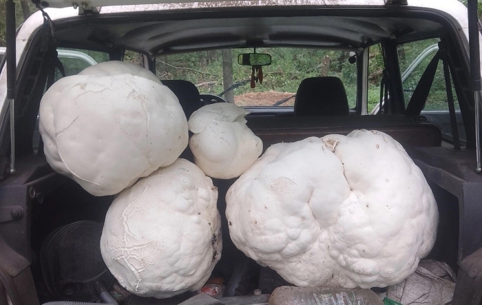 Гриб дождевик головач гигантский