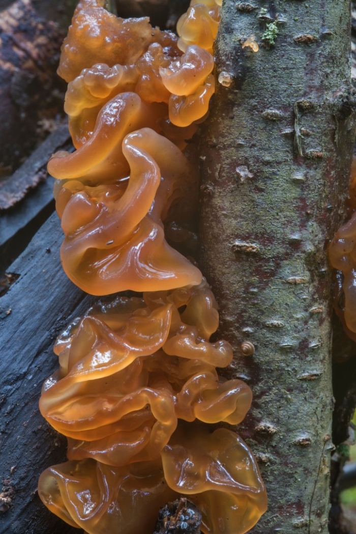 Гриб tremella foliacea