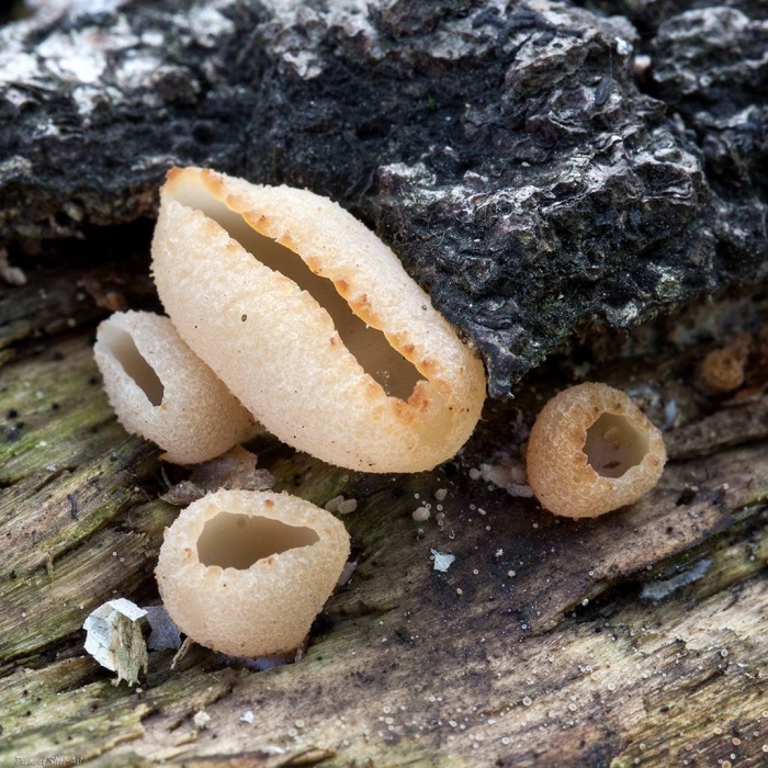 Пецица пузырчатая peziza vesiculosa