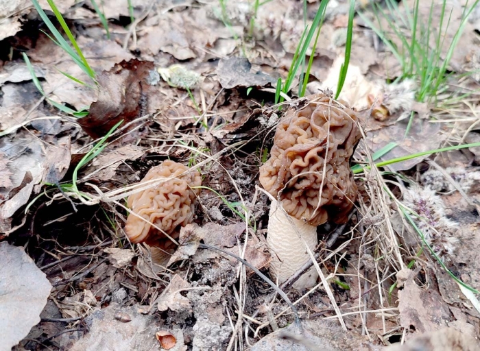 Гриб сморчок съедобный