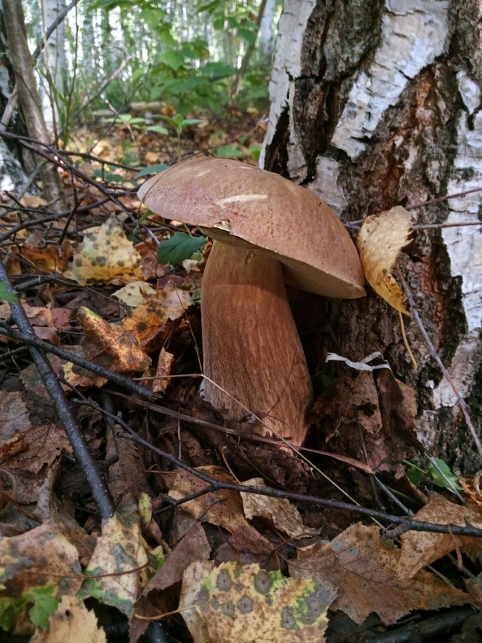 Гриб в лесу