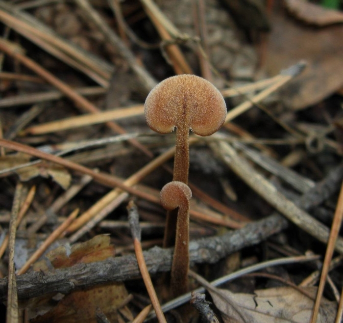 Гриб auriscalpium