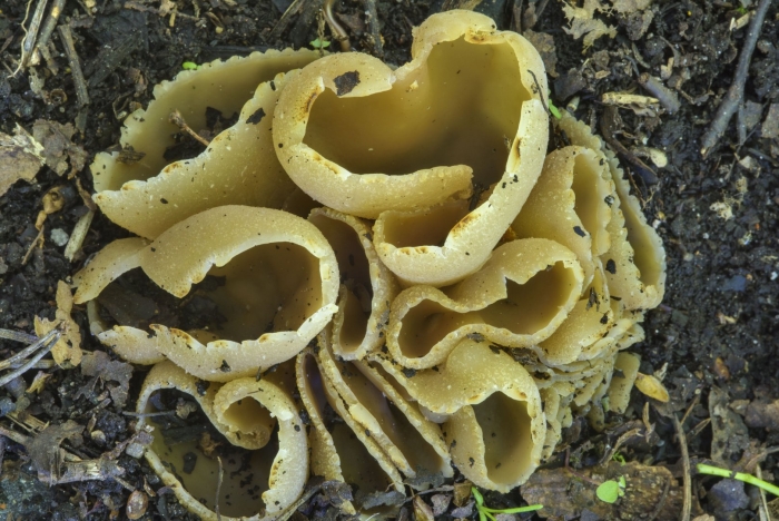 Пецица пузырчатая гриб