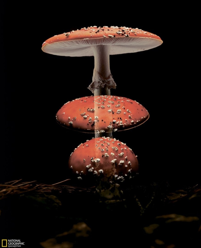 Мухомор аманита мускария