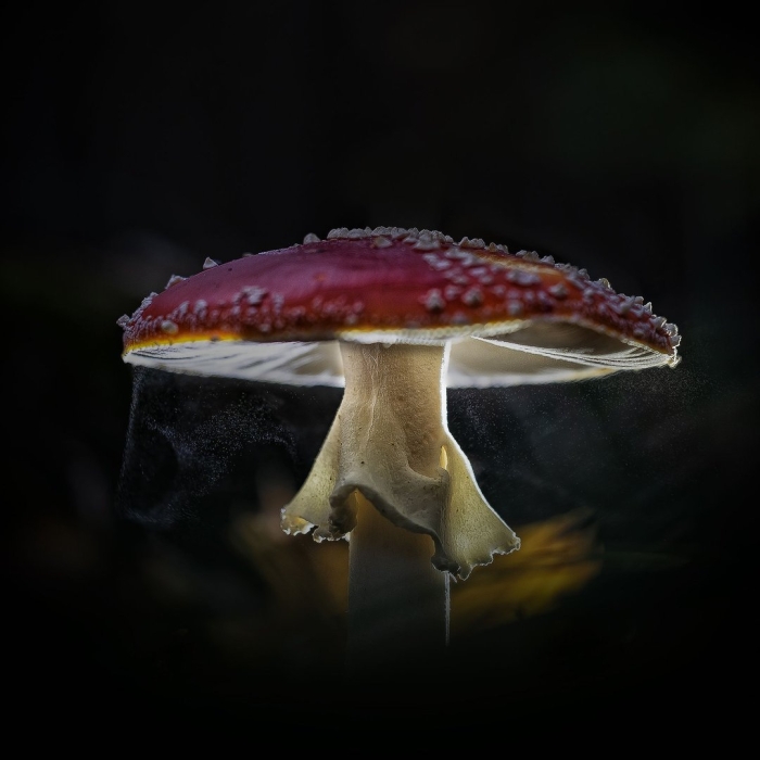 Грибное царство