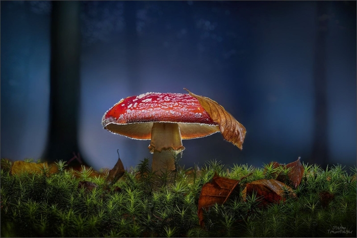 Мухомор красный