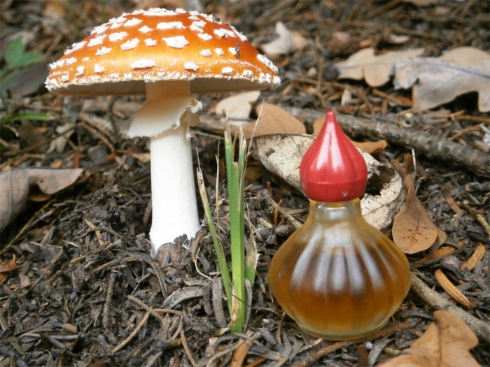 Мухомор гриб