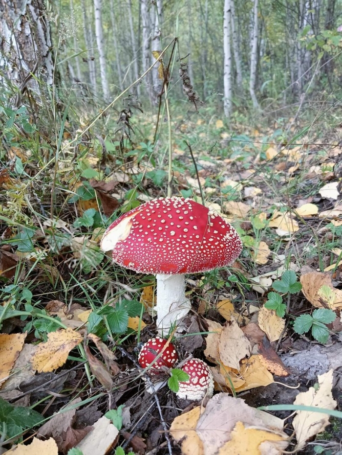 Мухомор в лесу