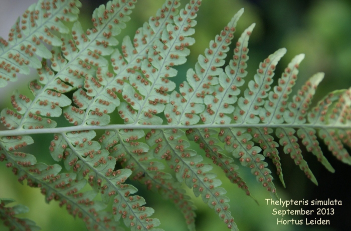 Dryopteris goldiana