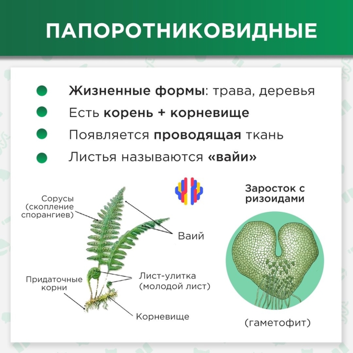 Заросток папоротниковидных схема