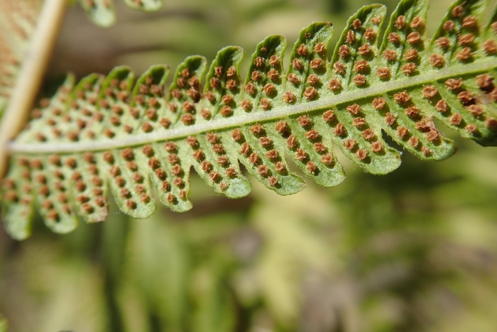 Папоротник спорангии