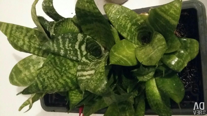 Ханни сансевиерия приметы