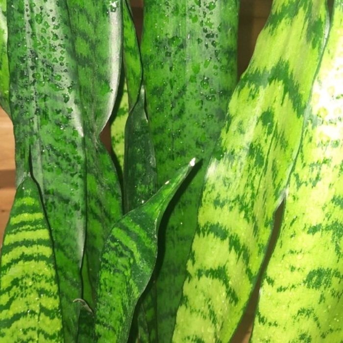 Тещин язык комнатное растение