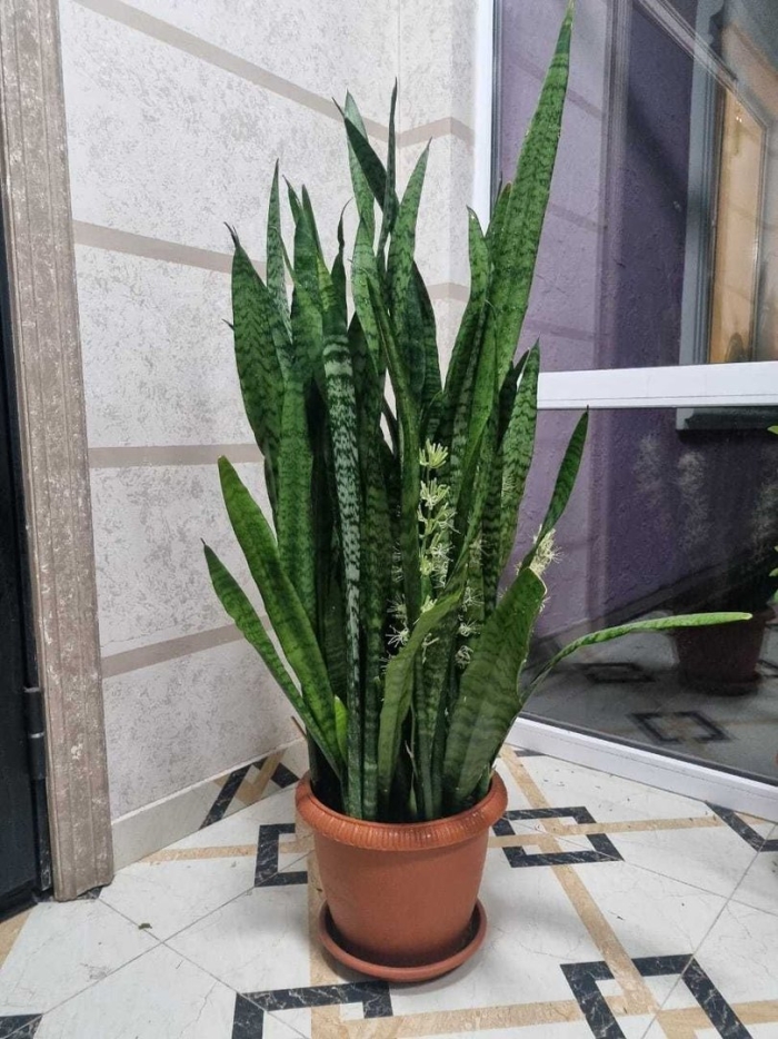 Сансевиерия трехполосная