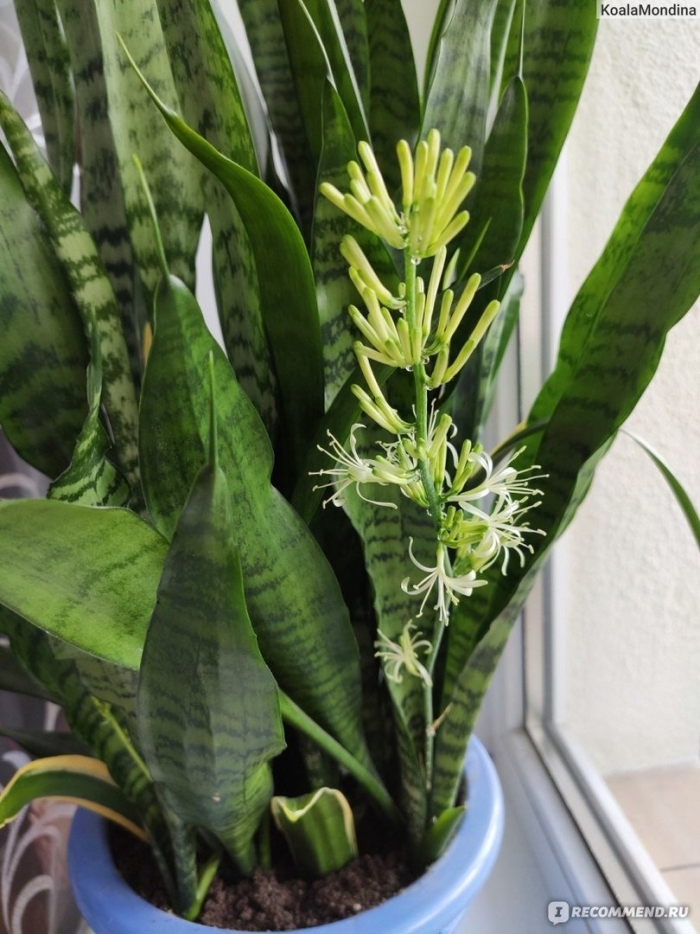Сансевиерия трехполосная цветение