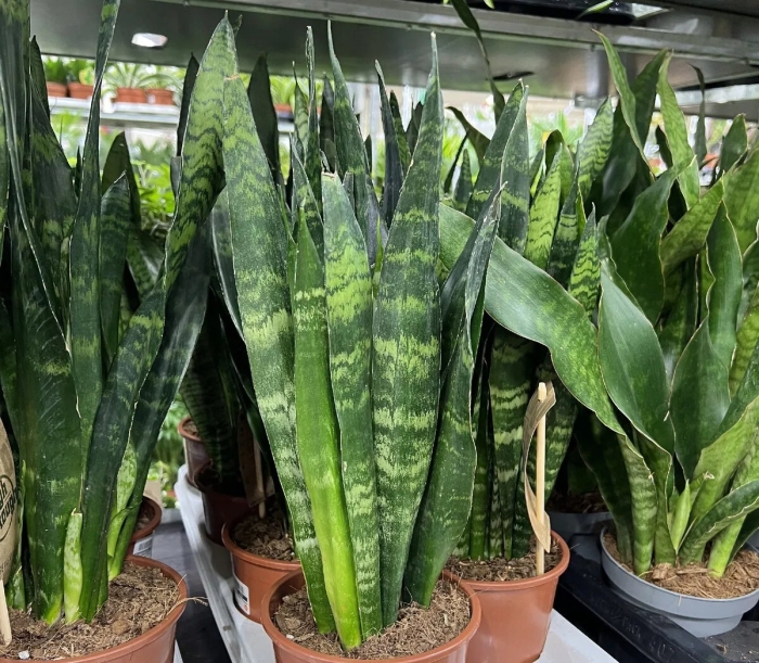 Щучий хвост