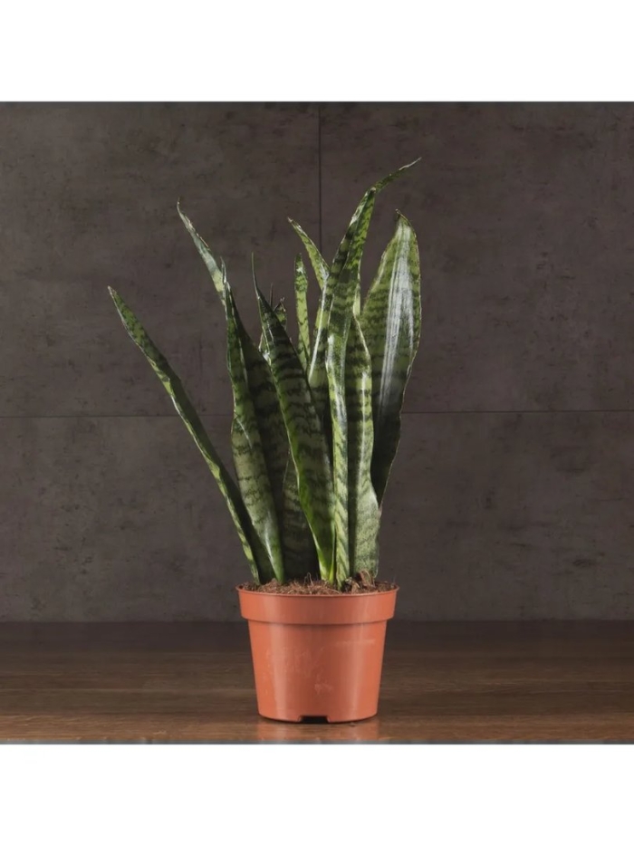 Сансевиерия зейланика гринлайн