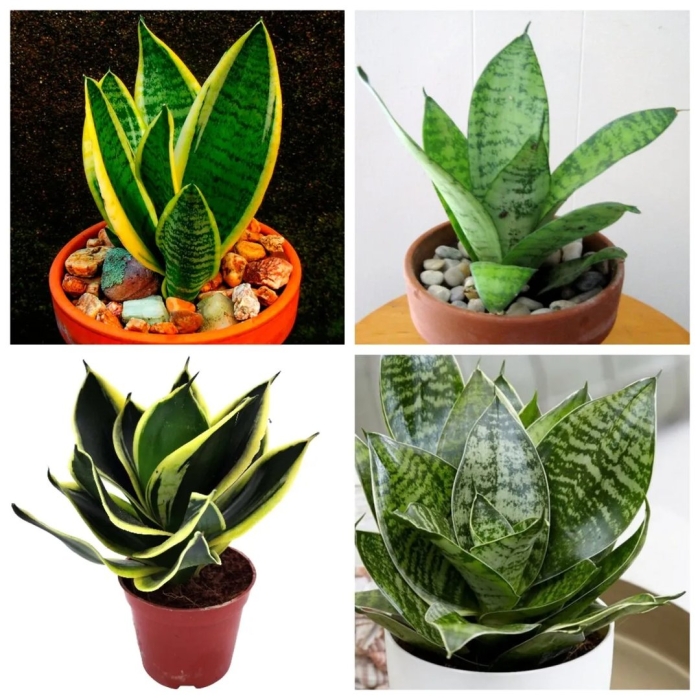 Щучий хвост цветок