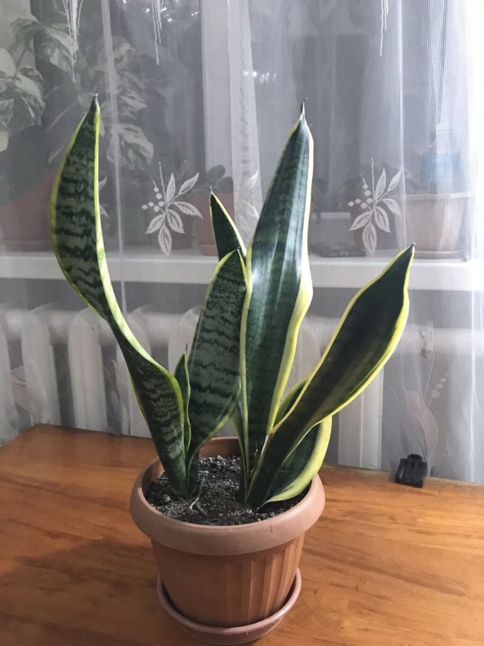 Комнатное растение тещин язык