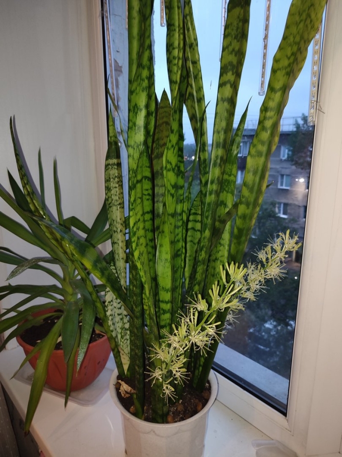 Щучий хвост цветок