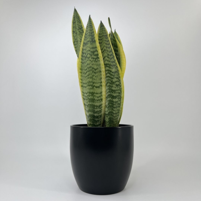 Сансевиерия лауренти