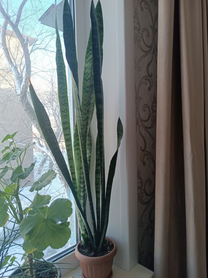 Растение сансевиерия