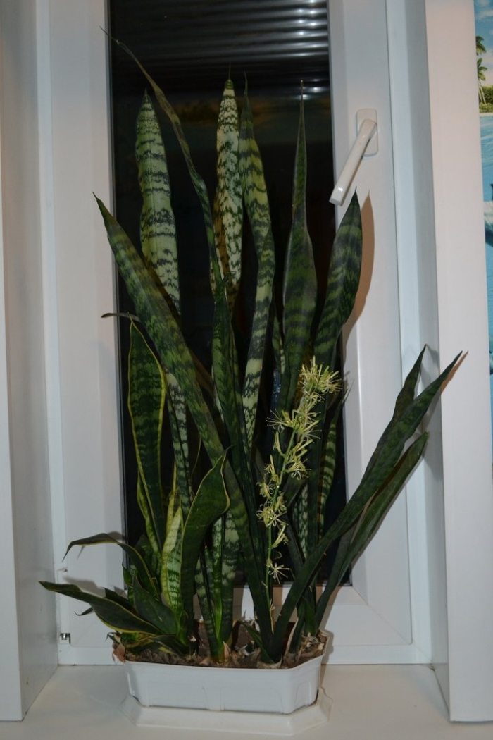 Сансевиерия тещин язык