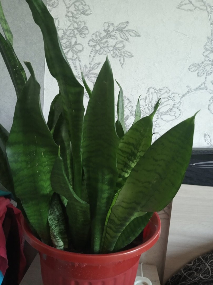 Сансевиерия или тещин язык