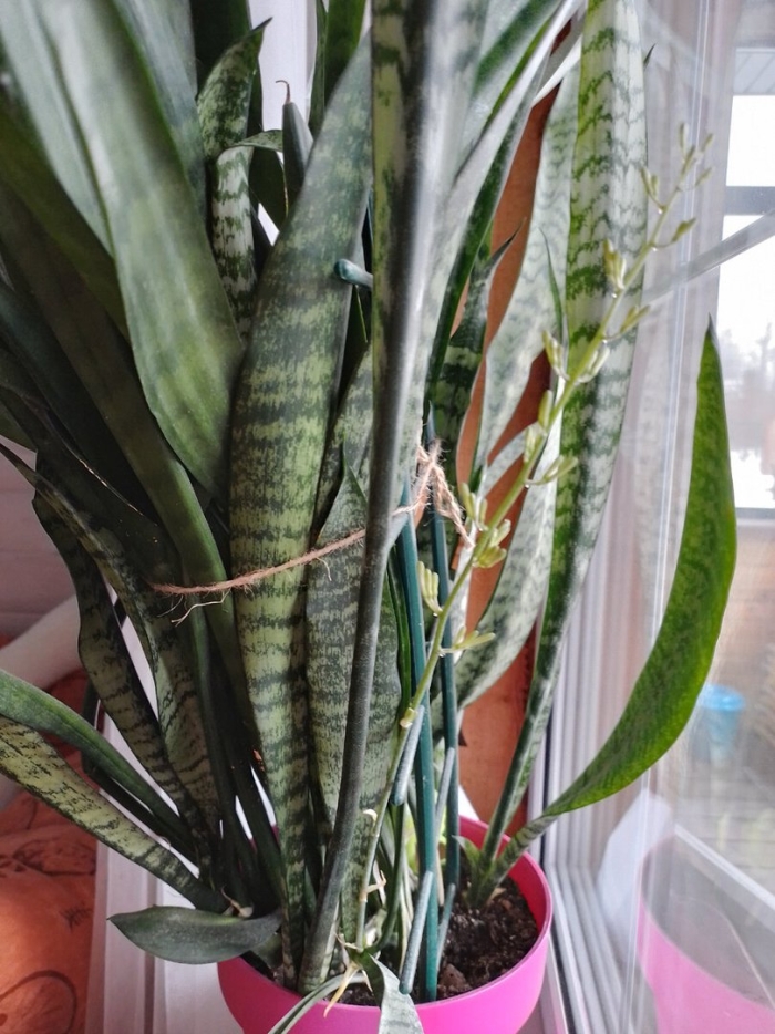 Сансевиерия микадо щучий хвост