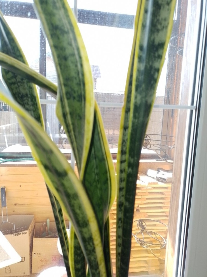 Цветок щучий хвост