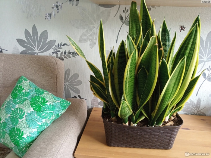 Сансевиерия спатифиллум