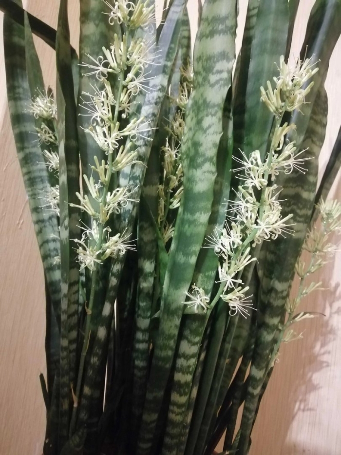 Тещин язык растение