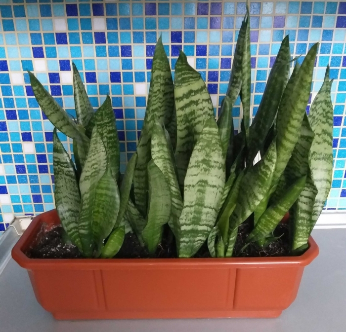 Сансевиерия зейланика