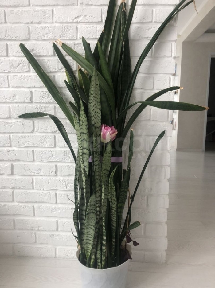 Сансевиерия зейланика