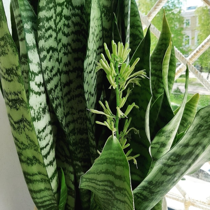 Сансевиерия щучий хвост