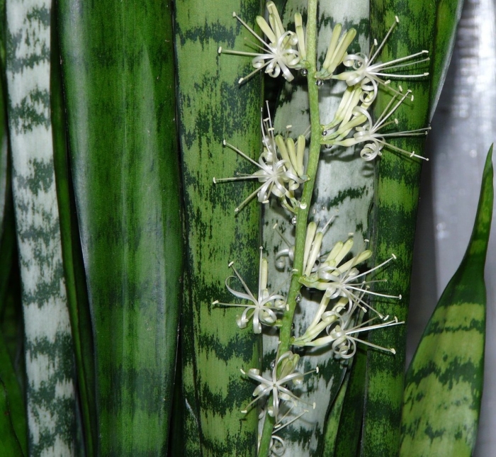 Цветение сансевиерии