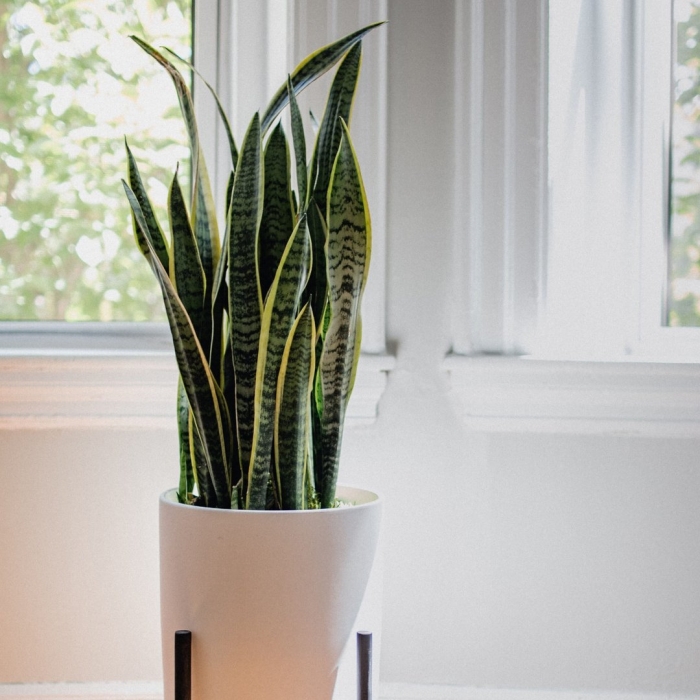 Sansevieria trifasciata